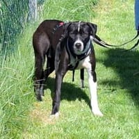 Wer schenkt Dixo sein Herz?, Hund zur Adoption