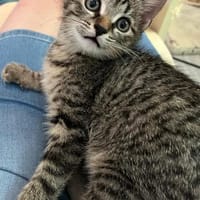 Daisy sucht ein liebevolles Zuhause, Katze zur Adoption