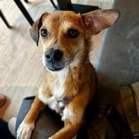 Ella - verschmust und neugierig - in DE, Hündin zur Adoption