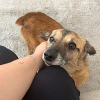 Eddy - verschmust und neugierig - in DE, Hund zur Adoption