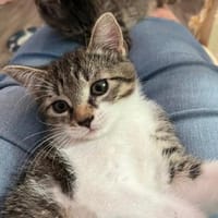 Darcy sucht ein liebevolles Zuhause, Katze zur Adoption