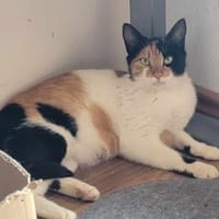 Liebe Lina B, Katze zur Adoption