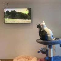 Penny und Pepe nur gemeinsam, Kater zur Adoption