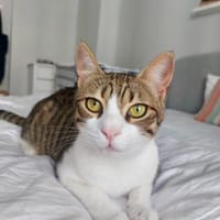 Sparky, verspielter Kuschelbär, ca. 1 Ja, Kater zur Adoption