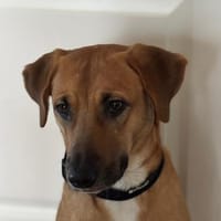 Raya, menschenbezogene Hündin, 2J 44534, Hündin zur Adoption