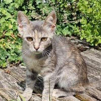 Maja  die Zarte vom Quartett, Katze zur Adoption
