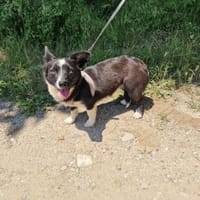 Tolles liebes Mädchen sucht Zuhause, Hündin zur Adoption
