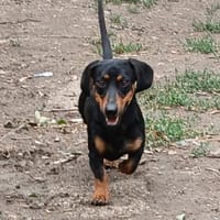 Liebenswerter Ceno sucht Familie, Hund zur Adoption