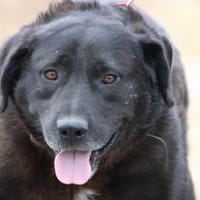 Douce - sehr zutraulich u. kinderlieb❤, Hund zur Adoption