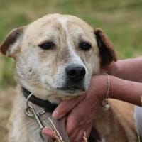 Mignon - liebenswerter, ruhiger Rüde, Hund zur Adoption