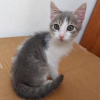 Möchten Sie Tommy bei sich aufnehmen?, Kater zur Adoption