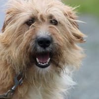 Ilio - hübscher Wuschelrüde, Hund zur Adoption