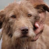 Lomasi - liebenswert u. angenehm, Hündin zur Adoption