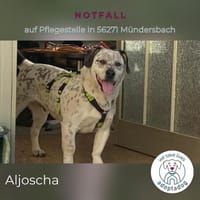 Aljoscha: beeindruckend charismatisch DE, Hund zur Adoption