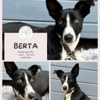 Berta: Engel auf 4 Pfoten - Podenco-Mix, Hündin zur Adoption