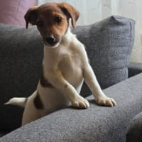 🐾🐶 Ben sucht ein liebevolles Zuhause, Hund zur Adoption