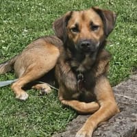Buddy sucht sportliche Menschen., Hund zur Adoption