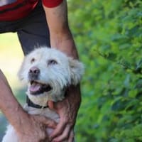 Sandy - hübsche Wuschelhündin, Hündin zur Adoption