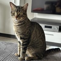 Balou sucht mit Garten oder Freigang, Kater zur Adoption