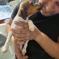 🐶❤  SAMUEL SUCHT EIN ZUHAUSE ❤🐾, Hund zur Adoption