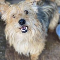 liebenswerter, freundlicher Petro sucht, Hund zur Adoption