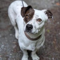 Klein♥Abbie♥Schmusemaus 63820 Elsenfeld, Hündin zur Adoption