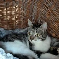 Connor sucht einen Kumpel zum Toben, Kater zur Adoption
