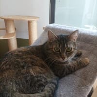 Minou - Teenie - Mama, Katze zur Adoption