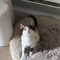 Vermittlungshilfe für Schmusekatze, Katze zur Adoption