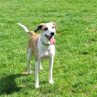 Gina sucht ihr Glück, Hündin zur Adoption