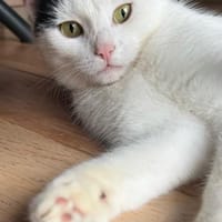 Resi sucht...., Katze zur Adoption