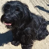 Liebenswerte Babi sucht Familie, Hündin zur Adoption