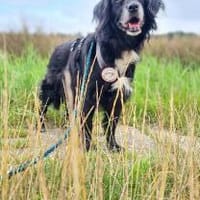 Amy - Ein bezauberndes Hundeherz, Hündin zur Adoption