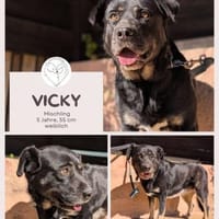 Vicky: Treue Seele (50321 Brühl), Hündin zur Adoption