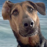 Maya, Hündin zur Adoption