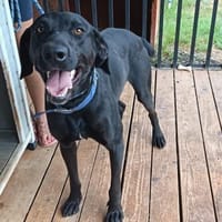Absolut liebenswerter Diego sucht euch, Hund zur Adoption