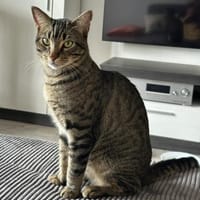 Balou sucht mit Garten oder Freigang, Kater zur Adoption