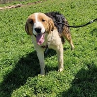 Toller Rüde sucht ein Zuhause, Hund zur Adoption
