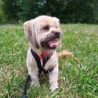 Schröder, verschmuster Pekinesen-Shi-Tzu, Hund zur Adoption