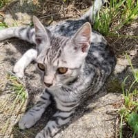 Karlo  der Schnurrexperte, Kater zur Adoption