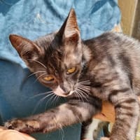 Suki  mit der besonderen Zeichnung, Katze zur Adoption