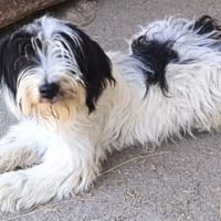 Bebi möchte endlich eine Familie, Hündin zur Adoption