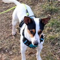 NALDO - unkomplizierter Schatz, Hund zur Adoption