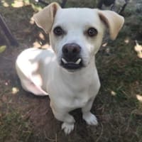 Hugo wartet in 93109 Wiesent auf ein Zuh, Hund zur Adoption
