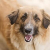 Besuche Grace in 86825 Bad Wörishofen ❤, Hündin zur Adoption