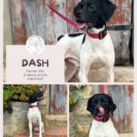 Dash: Abenteuer und Streicheleinheiten, Hund zur Adoption