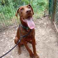 Dringend Pflegestelle gesucht, Hund zur Adoption