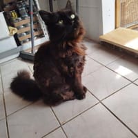 Donna - die Chefin, Katze zur Adoption