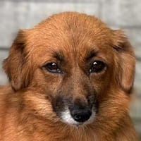 NELLY-niedliche, kleine Hündin, 33 cm, Hündin zur Adoption