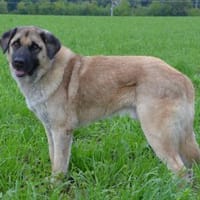 Katzenverträglicher Hoodie sucht Familie, Hund zur Adoption